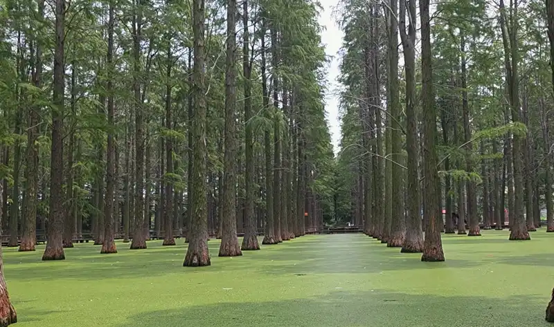 Водно-болотный парк Луянху - природный заповедник в Янчжоу