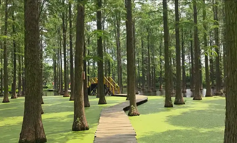 Водно-болотный парк Луянху - природный заповедник в Янчжоу