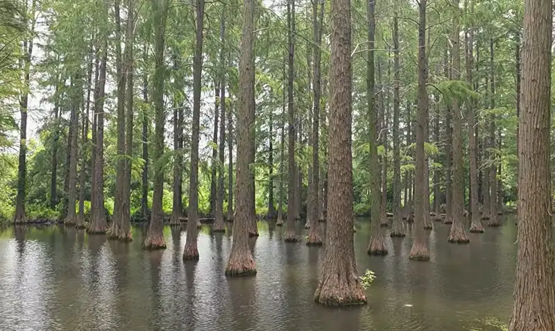 Водно-болотный парк Луянху  